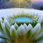 Ngọc Sáng trong Hoa Sen